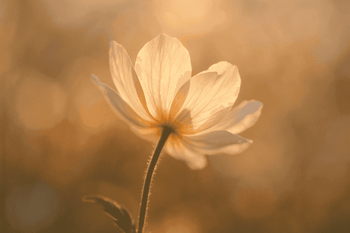 RXSFY - Mad Fly Essentials