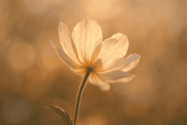 RXSFY - Mad Fly Essentials