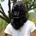 Chimpanzee